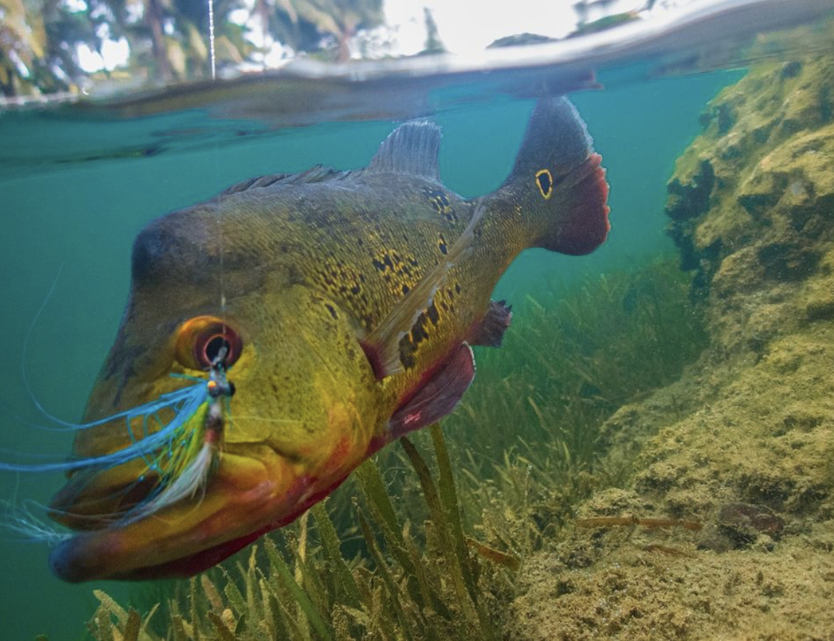 3 Tips for Catching Peacock Bass in Florida’s Canals — Fly Life Media